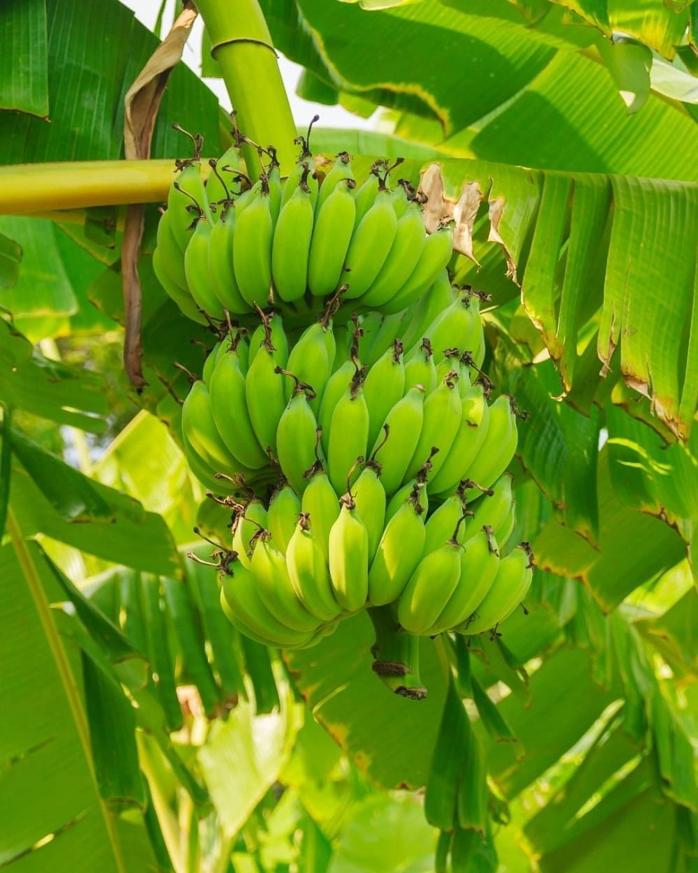 raw-bananas-101-benefits-side-effects-more